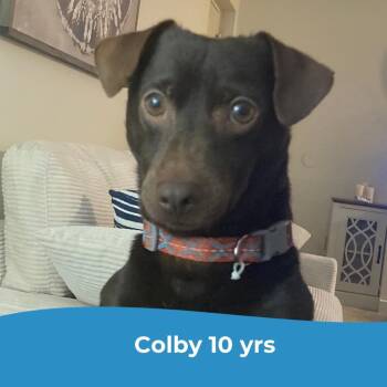 Colby -  Terrier Dog for Adoption in Parkton, Maryland - Colby | PetCurious