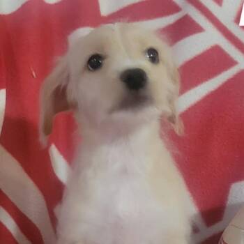 Chihuahua and Terrier Dogs Available for Adoption in Loves Park, Illinois - Scotty | PetCurious