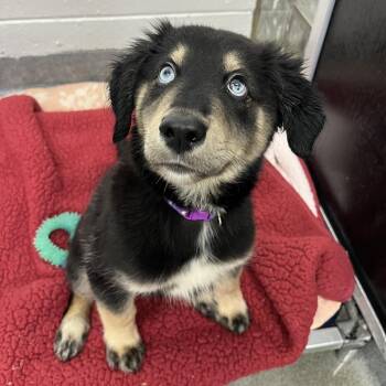 Pegasus -  Mixed Breed Dog for Adoption in Pittsburgh, Pennsylvania - Pegasus | PetCurious