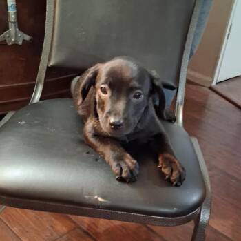 Raven -*Available 10/17*Chino Hills Location -  Labrador Retriever and Mixed Breed Dog for Adoption in Chino Hills, California - Raven -*Available 10/17*Chino Hills Location | PetCurious