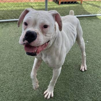 Boxer Dogs Available for Adoption - Olaf | PetCurious