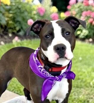 Staffordshire Bull Terrier Dogs Available for Adoption in Perry, Iowa - Coraline | PetCurious
