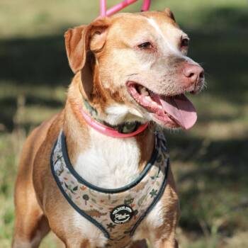 Labrador Retriever Dogs Available for Adoption in Columbia, South Carolina - Paolo | PetCurious