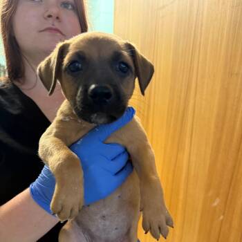 Clove -  Mixed Breed Dog for Adoption in Wappingers Falls, New York - Clove | PetCurious