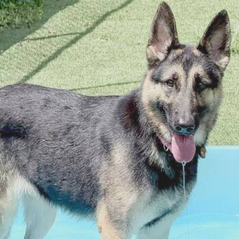 Phoenix -  German Shepherd Dog Dog for Adoption in Chattanooga, Tennessee - Phoenix | PetCurious