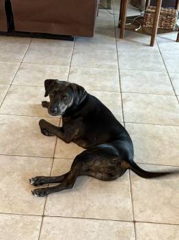 Stella -  Catahoula Leopard Dog Dog for Adoption in Azalea Park, Florida - Stella | PetCurious