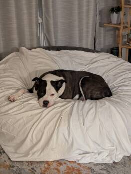 Rescue Pit Bull Terrier Dogs for Adoption in Rochester, New York - Artemis | PetCurious