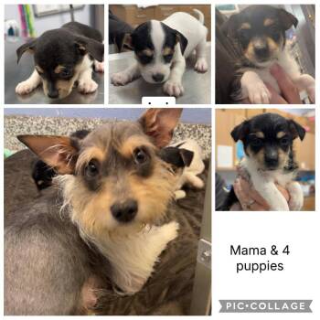 FOSTER NEEDED - Mama Mini Schnauzer -  Miniature Schnauzer Dog for Adoption - FOSTER NEEDED - Mama Mini Schnauzer | PetCurious