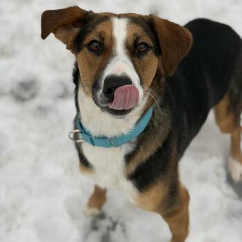 Shepherd Dogs Available for Adoption - Princess | PetCurious