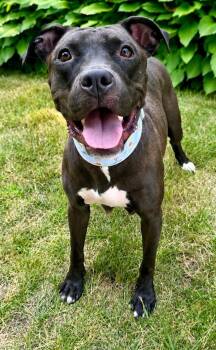 Banyan -  Pit Bull Terrier Dog for Adoption in Framingham, Massachusetts - Banyan | PetCurious