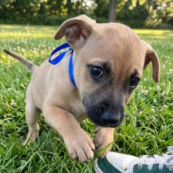 Pumpkin -  Hound Dog for Adoption in Tulsa, Oklahoma - Pumpkin | PetCurious