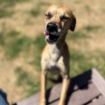 Chihuahua Dogs Available for Adoption in Roxboro, North Carolina - Bambi | PetCurious