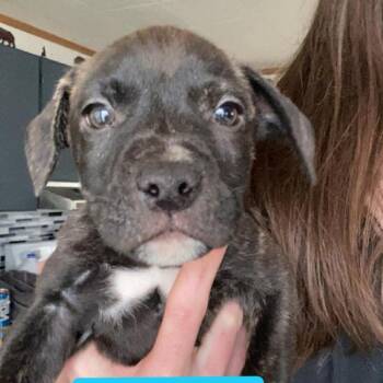 Pit Bull Terrier and American Staffordshire Terrier Dogs Available for Adoption in Brainerd, Minnesota - Porcini | PetCurious