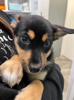 Wallaby -  Shepherd and Husky Dog for Adoption in Yellowknife, Northwest Territories - Wallaby | PetCurious