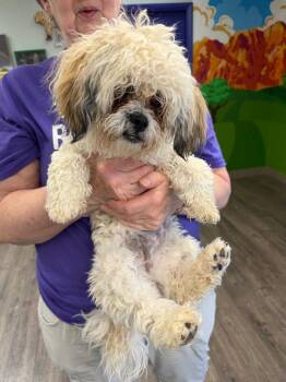Bucky -  Shih Tzu Dog for Adoption in St. George, Utah - Bucky | PetCurious