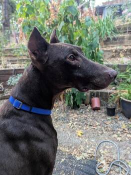 Rescue Doberman Pinscher Dogs for Adoption in Grass Valley, California - Dobbie | PetCurious