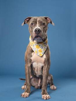 Butner -  Pit Bull Terrier and Mixed Breed Dog for Adoption in Atlanta, Georgia - Butner | PetCurious