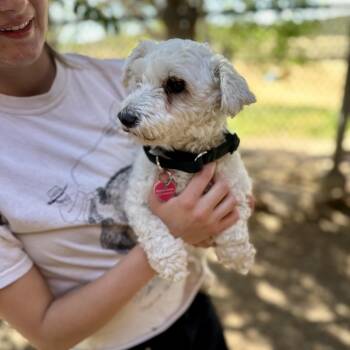 Ethel -  Poodle Dog for Adoption in Glenwood Springs, Colorado - Ethel | PetCurious