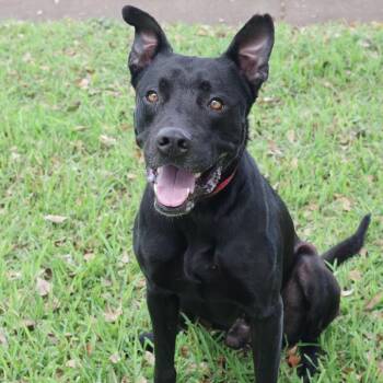 Terrier Dogs Available for Adoption in Miami, Florida - Onyx | PetCurious