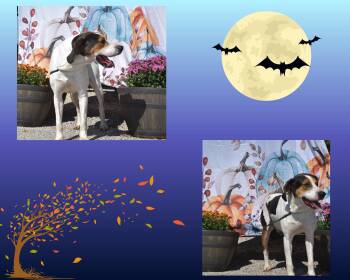 Rescue Coonhound Dogs for Adoption in Brooksville, Kentucky - Wayne | PetCurious