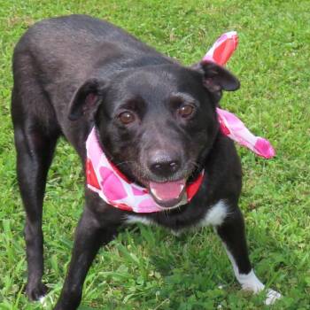 Darcy -  Black Labrador Retriever and Mixed Breed Dog for Adoption in Wadena, Minnesota - Darcy | PetCurious