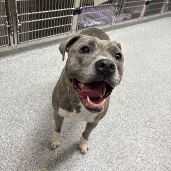 Stoney -  American Staffordshire Terrier Dog for Adoption in Grand Rapids, Michigan - Stoney | PetCurious