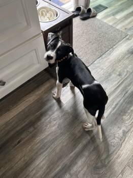 Millie Jean (26-154 D) -  Mixed Breed Dog for Adoption in Lansing, Michigan - Millie Jean (26-154 D) | PetCurious