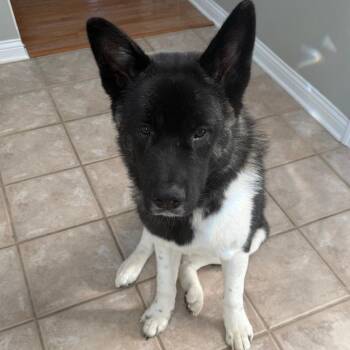 Oreo -  Akita Dog for Adoption in Cincinnati, Ohio - Oreo | PetCurious