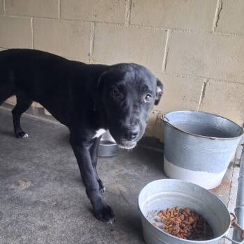 Pixie -  English Bulldog Dog for Adoption in Lyons, Georgia - Pixie | PetCurious