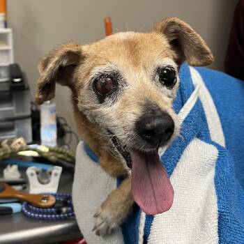 Terrier Dogs Available for Adoption - Methuselah | PetCurious