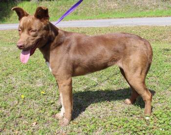 Chocolate Labrador Retriever Dogs Available for Adoption - Goldie 43214 | PetCurious