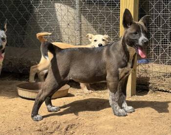 Catahoula Leopard Dog and Labrador Retriever Dogs Available for Adoption in Horn Lake, Mississippi - Brandi - Holly’s Litter Of 8 | PetCurious