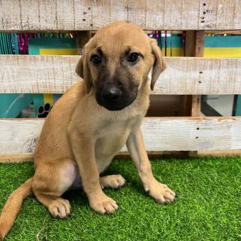Vito -  Mixed Breed Dog for Adoption in Lake Jackson, Texas - Vito | PetCurious
