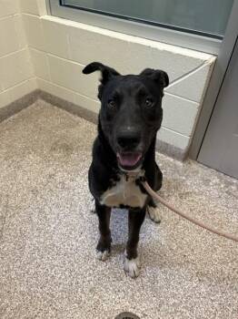 ZEUS -  Labrador Retriever and Mixed Breed Dog for Adoption in Pueblo, Colorado - ZEUS | PetCurious