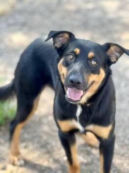 Tyrion -  Shepherd Dog for Adoption in Littleton, Colorado - Tyrion | PetCurious