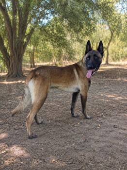 Goose -  Belgian Shepherd Malinois Dog for Adoption in Irvine, California - Goose | PetCurious