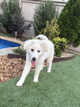 Marshmallow -  Great Pyrenees and Golden Retriever Dog for Adoption - Marshmallow | PetCurious
