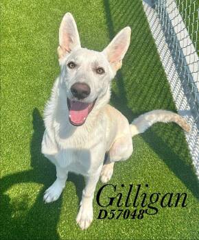Gilligan -  German Shepherd Dog Dog for Adoption in Clarksville, Tennessee - Gilligan | PetCurious