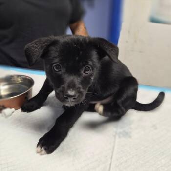 Chihuahua and Pomeranian Dogs Available for Adoption - Kettle Corn | PetCurious