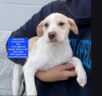 Dachshund Dogs Available for Adoption in Oviedo, Florida - Little Big Guy | PetCurious