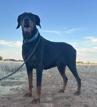 Doberman Pinscher Dogs Available for Adoption in Clovis, New Mexico - Cobra | PetCurious