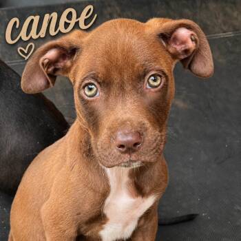 Canoochee “Canoe” (Riverbank Litter) -  American Bulldog and American Staffordshire Terrier Dog for Adoption in Gillsville, Georgia - Canoochee “Canoe” (Riverbank Litter) | PetCurious