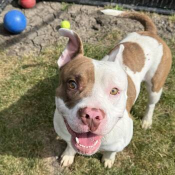Woodchuck -  Pit Bull Terrier Dog for Adoption in Bourbonnais, Illinois - Woodchuck | PetCurious