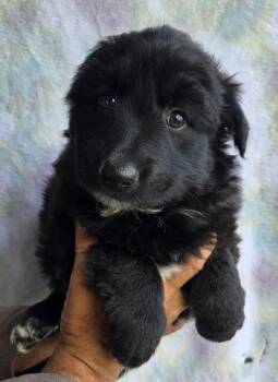 Alaskan Malamute and German Shepherd Dog Dogs Available for Adoption in Malvern, Pennsylvania - Nina | PetCurious