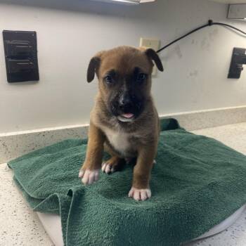 Nutmeg -  Mixed Breed Dog for Adoption in Auburn, Alabama - Nutmeg | PetCurious