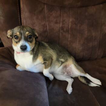 Rat Terrier Dogs Available for Adoption in Chatham, New Jersey - Milly | PetCurious
