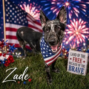 Zade -  Mixed Breed Dog for Adoption in Columbiana, Alabama - Zade | PetCurious