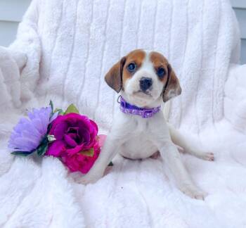 Mixed Breed Dogs Available for Adoption in Murray, Kentucky - Wally | PetCurious