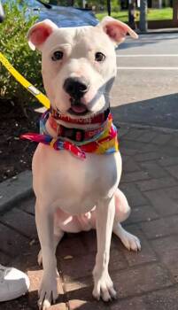 Donco -  Mixed Breed Dog for Adoption in Chamblee, Georgia - Donco | PetCurious