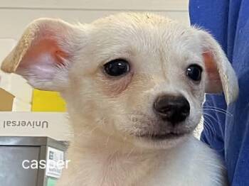 Lol-P9 Casper -  Chihuahua Dog for Adoption in Billings, Montana - Lol-P9 Casper | PetCurious